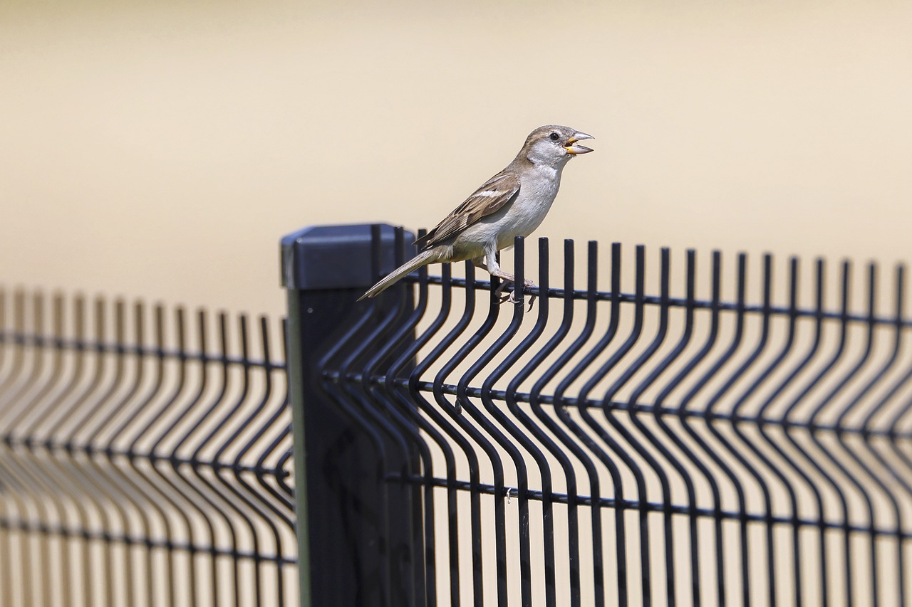 bird 7348463 1280 3